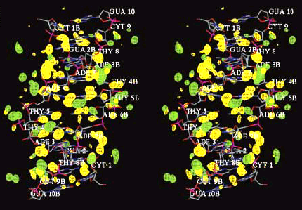 water_and_ions_distribution_around_a_DNA_decamer